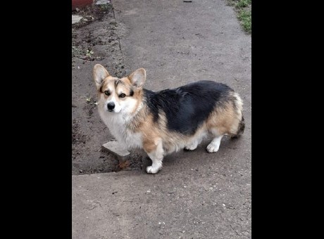 2 velskikorgiv1225.jpg